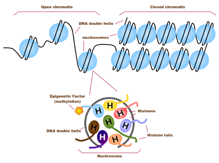 DNA packaged by the chromatin
